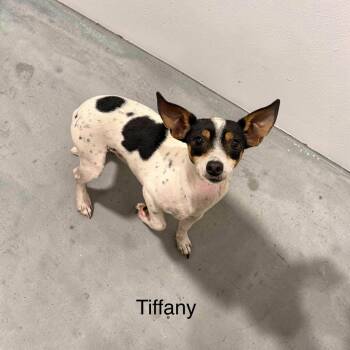 Tiffany -  Rat Terrier Dog for Adoption in Semmes, Alabama - Tiffany | PetCurious