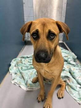 Janice 896-26 -  Shepherd and Mixed Breed Dog for Adoption in Cumming, Georgia - Janice 896-26 | PetCurious