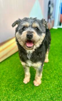 Terrier Dogs Available for Adoption - Shea | PetCurious
