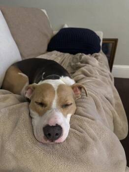 Beagle Dogs Available for Adoption - Benji | PetCurious