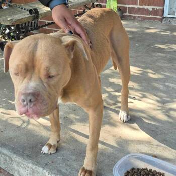 Mixed Breed Dogs Available for Adoption in Columbus, Georgia - 05/04/2026-Stray-BaldwinStreet | PetCurious