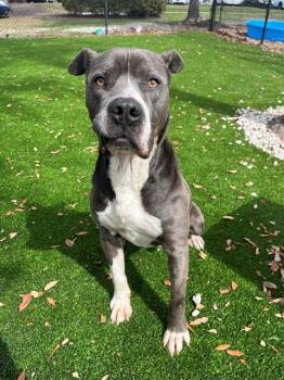 Mixed Breed Dogs Available for Adoption in Jacksonville, Florida - ECHO | PetCurious