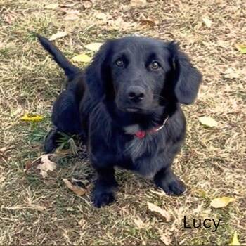 Rescue Dachshund Dogs for Adoption in Shreveport, Louisiana - Lucy | PetCurious