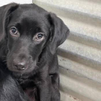 Fonzo -  Collie and Black Labrador Retriever Dog for Adoption in North Myrtle Beach, South Carolina - Fonzo | PetCurious