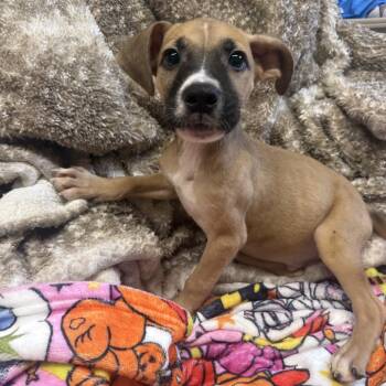 Gordo -  Boxer and Mixed Breed Dog for Adoption in Jersey City, New Jersey - Gordo | PetCurious