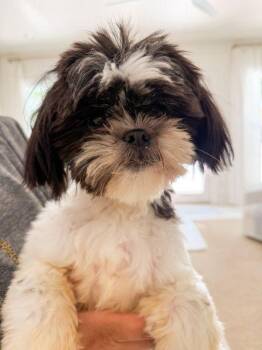 Shih Tzu Dogs Available for Adoption in Pass Christian, Mississippi - Millie | PetCurious