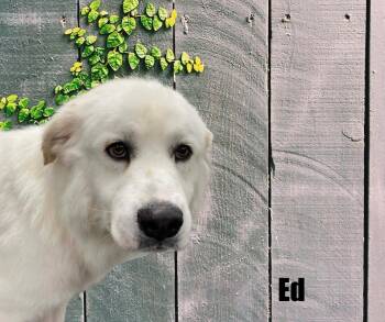 Great Pyrenees Dogs Available for Adoption in Marshville, North Carolina - Ed | PetCurious