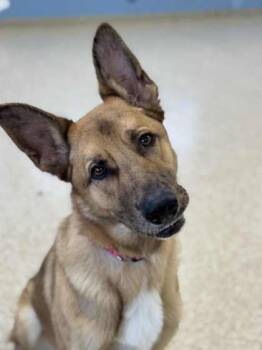 Rescue German Shepherd Dog and Mixed Breed Dogs for Adoption in Columbia City, Indiana - Tango | PetCurious