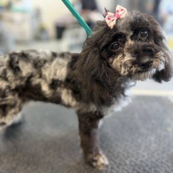 London -  Poodle Dog for Adoption in Phoenix, Arizona - London | PetCurious