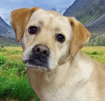 Justice -  Mixed Breed Dog for Adoption in Westfield, New York - Justice | PetCurious