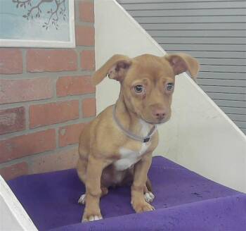 A2082240 -  Chihuahua and Mixed Breed Dog for Adoption in Houston, Texas - A2082240 | PetCurious