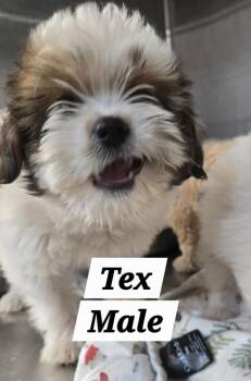 MO Tex -  Shih Tzu Dog for Adoption in Warrenton, Missouri - MO Tex | PetCurious
