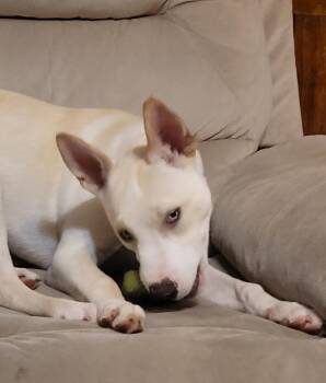 Angelo -  Pit Bull Terrier and Siberian Husky Dog for Adoption in Barton, Vermont - Angelo | PetCurious