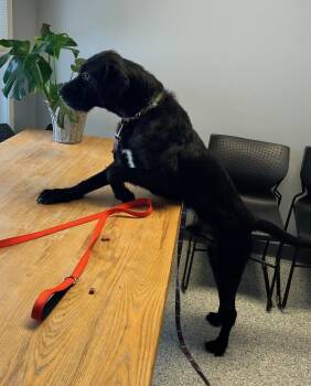 Irish Wolfhound Dogs Available for Adoption - Hunter | PetCurious