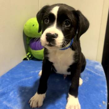 Boxer and Mixed Breed Dogs Available for Adoption in Tampa, Florida - Steelo | PetCurious