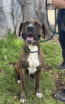 Mixed Breed and Pit Bull Terrier Dogs Available for Adoption in Honolulu, Hawaii - Gasha | PetCurious
