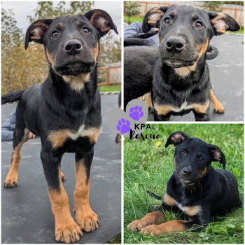 Rescue Husky and Shepherd Dogs for Adoption in Kenai, Alaska - Jiu-Jitsu - Martial Arts Litter | PetCurious