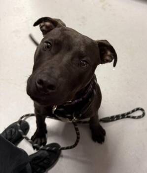 Domino -  Mixed Breed Dog for Adoption in West Chester, Pennsylvania - Domino | PetCurious