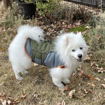 Danny (Courtesy Post) -  American Eskimo Dog Dog for Adoption in Puyallup, Washington - Danny (Courtesy Post) | PetCurious