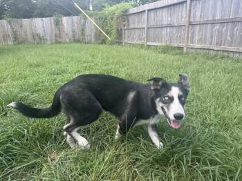 Shadow Pup -  Siberian Husky Dog for Adoption in Sumter, South Carolina - Shadow Pup | PetCurious