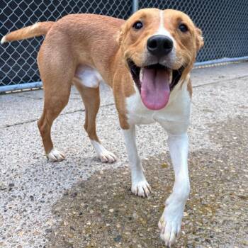 Mixed Breed Dogs Available for Adoption - Lucky | PetCurious