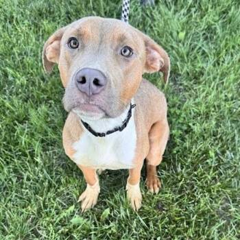 Pit Bull Terrier Dogs Available for Adoption in Waterloo, Iowa - Cash | PetCurious