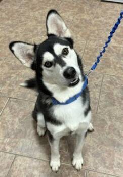 Nick -  Siberian Husky Dog for Adoption in Littleton, Colorado - Nick | PetCurious