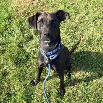 Vlad -  Mixed Breed Dog for Adoption in Allegan, Michigan - Vlad | PetCurious