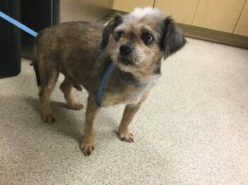 Terrier Dogs Available for Adoption in Riverside, California - KOREY | PetCurious