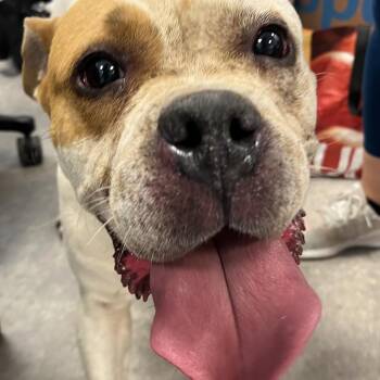 Graham Crackers -  Mixed Breed Dog for Adoption in Philadelphia, Pennsylvania - Graham Crackers | PetCurious