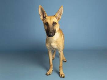 MARINA -  German Shepherd Dog Dog for Adoption in Phoenix, Arizona - MARINA | PetCurious