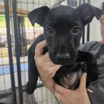 Mixed Breed Dogs Available for Adoption in Pulaski, Tennessee - Liberty "Libbie" | PetCurious