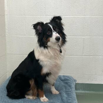 Bruce -  Australian Shepherd Dog for Adoption in Lyndhurst, Virginia - Bruce | PetCurious