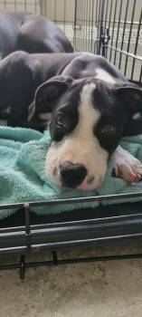 Jackson -  Mixed Breed Dog for Adoption - Jackson | PetCurious
