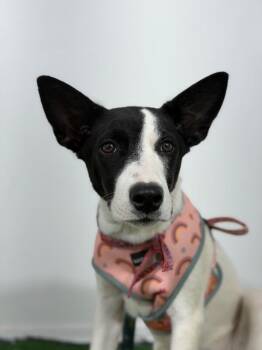 Basenji and Labrador Retriever Dogs Available for Adoption - Aulani | PetCurious