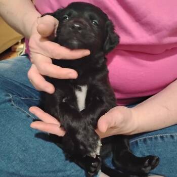 Mixed Breed Dogs Available for Adoption in Dekalb, Illinois - David | PetCurious