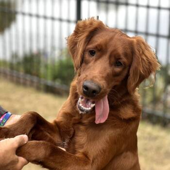 Rescue Irish Setter Dogs for Adoption in Myrtle Beach, South Carolina - Buddy | PetCurious