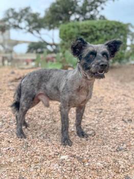 Denver -  Schnauzer Dog for Adoption in Helotes, Texas - Denver | PetCurious