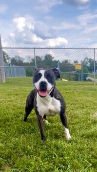 Maggie -  Mixed Breed Dog for Adoption in New Cumberland, West Virginia - Maggie | PetCurious