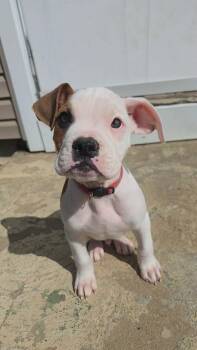 Boxer and Pit Bull Terrier Dogs Available for Adoption - Nashville  | PetCurious