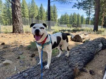 Mixed Breed Dogs Available for Adoption in Truckee, California - Petals | PetCurious