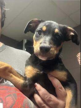 Buster -  Doberman Pinscher Dog for Adoption in Estes Park, Colorado - Buster | PetCurious