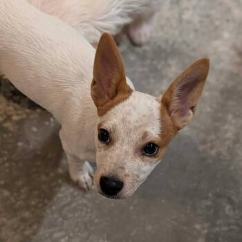 Princess -  Chihuahua Dog for Adoption in Grand Junction, Colorado - Princess | PetCurious
