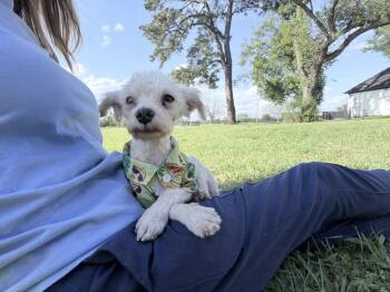 Maltese and Poodle Dogs Available for Adoption in Richmond, Texas - Lieutenant Dan | PetCurious