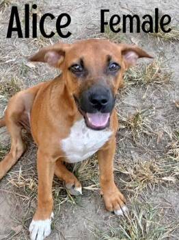 Alice -  Jack Russell Terrier Dog for Adoption in Manchester, Connecticut - Alice | PetCurious