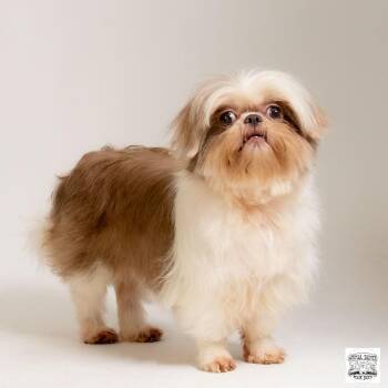Miss Violet -  Shih Tzu Dog for Adoption in Fort Montgomery, New York - Miss Violet | PetCurious