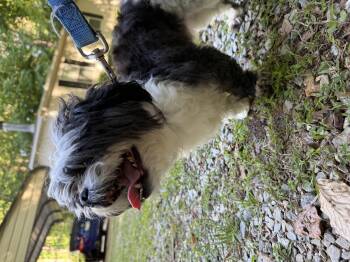 Shih Tzu Dogs Available for Adoption in Hillsborough, North Carolina - Robin | PetCurious