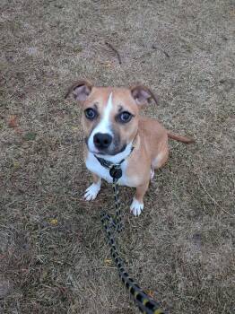 Mixed Breed Dogs Available for Adoption in Vaudreuil-dorion, Quebec - Thumparina | PetCurious