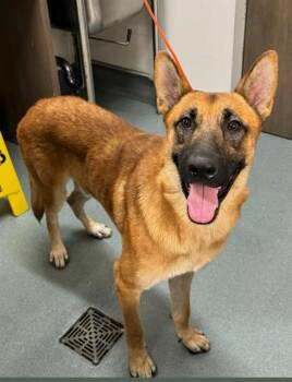 MERLOT -  German Shepherd Dog and Belgian Shepherd Malinois Dog for Adoption in Baytown, Texas - MERLOT | PetCurious