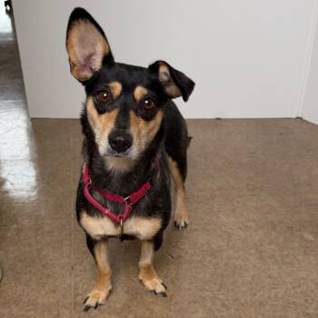 Celeste(Luna) -  Chihuahua Dog for Adoption in Palm Springs, California - Celeste(Luna) | PetCurious
